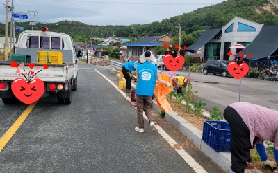[완도군 금당면]도로변 화단 가을꽃 식재 작…
