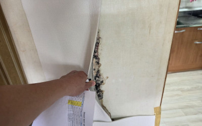 [장성군 장성읍] 복지기동대 삼월길