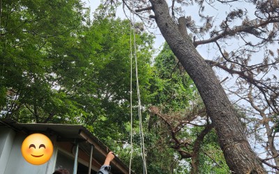 [여수시 광림동] 기초수급자 세대 앞 고사된…