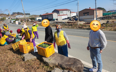 [완도군 약산면]노인일자리 봄꽃 심기 현장점…