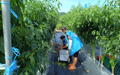 [완도군 청산면]농가 일손 돕기
