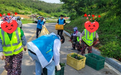 [완도군 금당면]주요 도로변 꽃 식재 작업